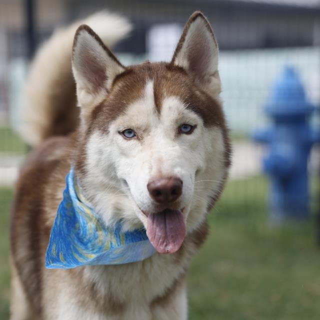 Puppy - Husky