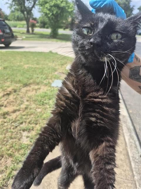 Snicker - Domestic Medium Hair