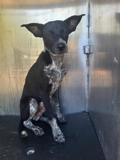 Gimli - Australian Cattle Dog/Blue Heeler