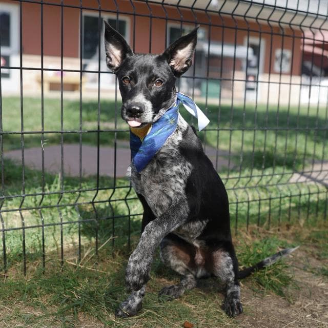 Gimli - Australian Cattle Dog/Blue Heeler