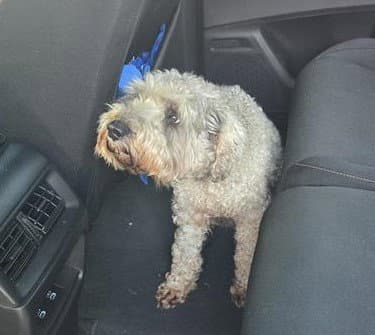 Streeter - Poodle (Standard)