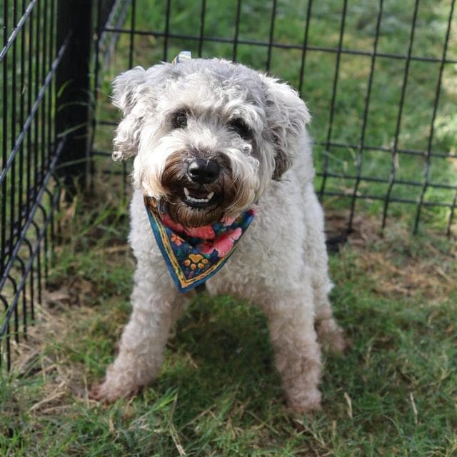 Streeter - Poodle (Miniature)