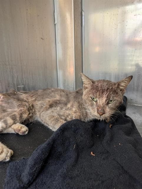 Houdini - Domestic Short Hair