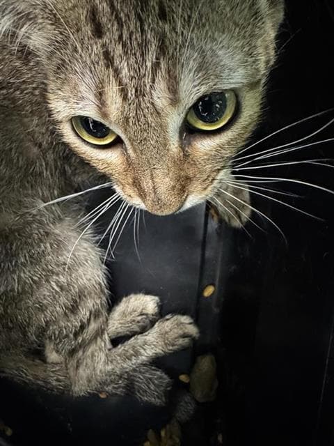 Unknown - Domestic Short Hair