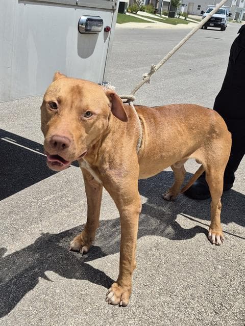 Bruno U Know - American Staffordshire Terrier