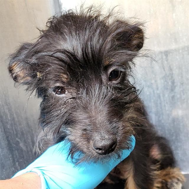 Benson - Terrier