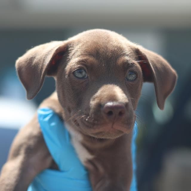 Tyler - Labrador Retriever