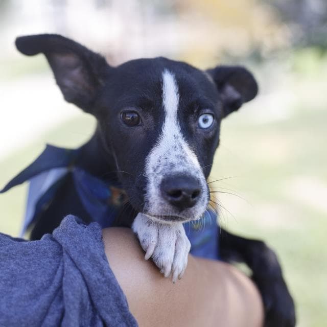 Hunter - Terrier