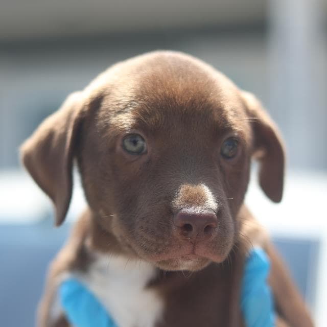 Maya - Labrador Retriever