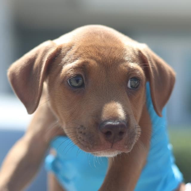 Goldie - Labrador Retriever