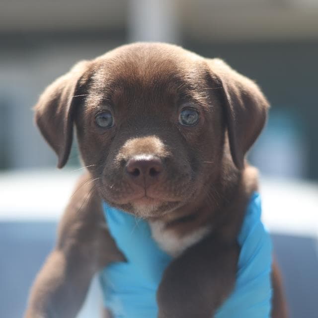 Priscilla - Labrador Retriever