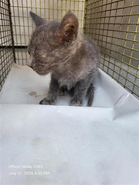 Blue - Domestic Short Hair