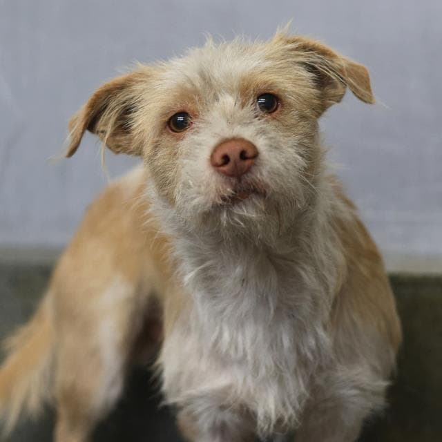 Jaxson Avery - Terrier
