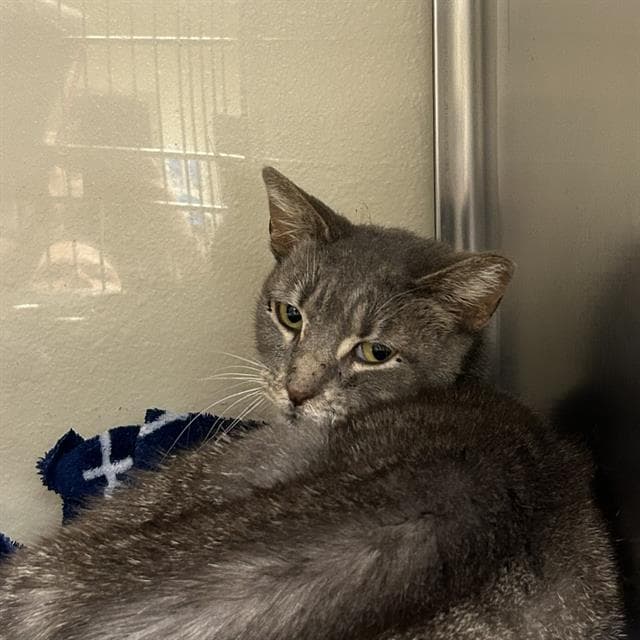Crownie - Domestic Short Hair