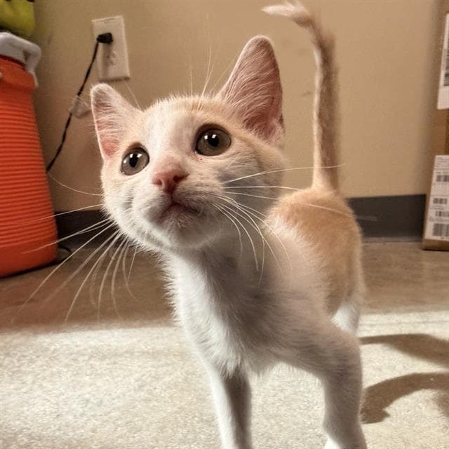 Granny - Domestic Short Hair