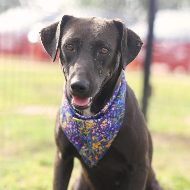 Tina - Labrador Retriever
