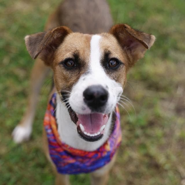 Poppy - Terrier