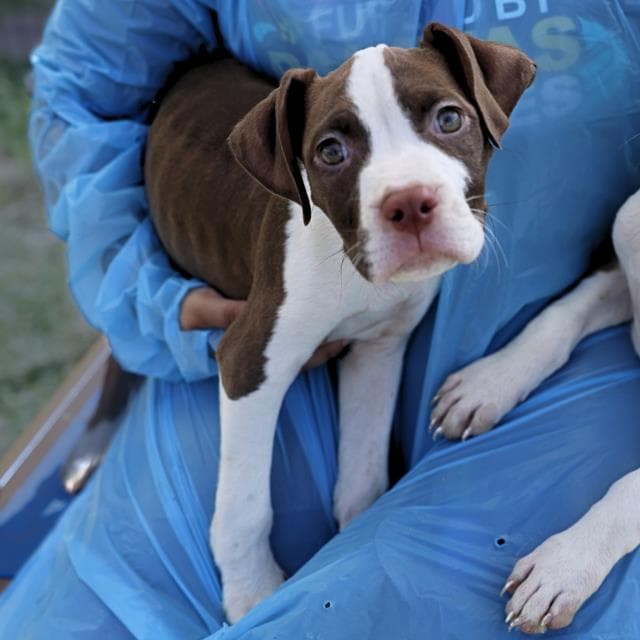 Unknown - American Staffordshire Terrier