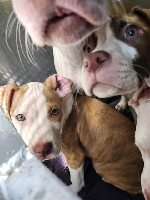 Unknown - American Staffordshire Terrier