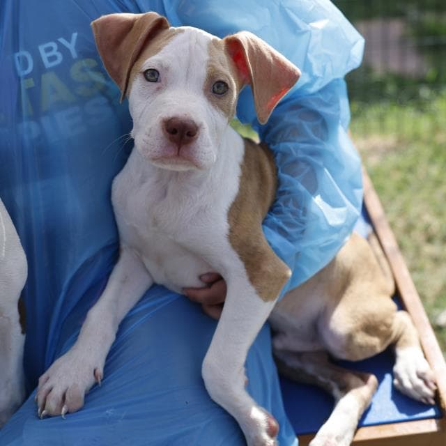 Unknown - American Staffordshire Terrier