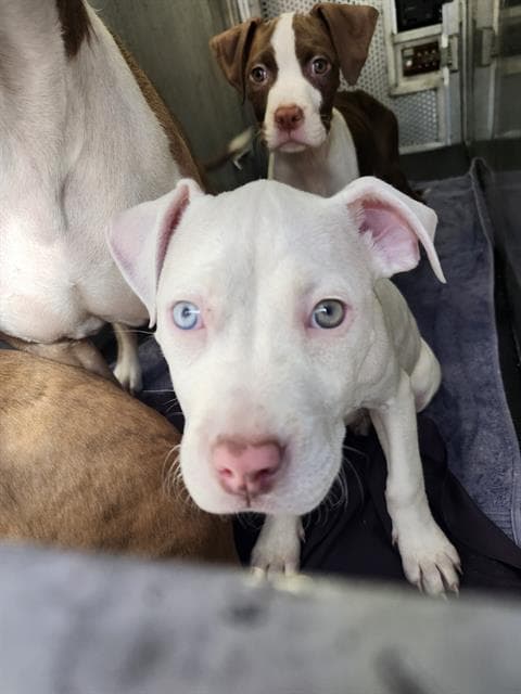 Unknown - American Staffordshire Terrier