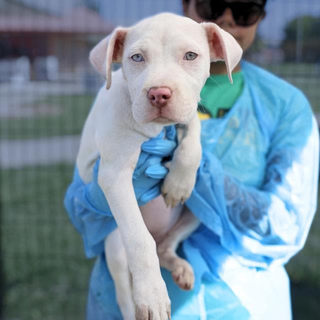 Unknown - American Staffordshire Terrier
