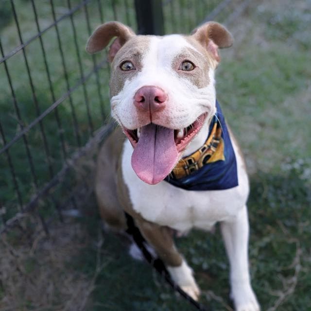 Unknown - American Staffordshire Terrier