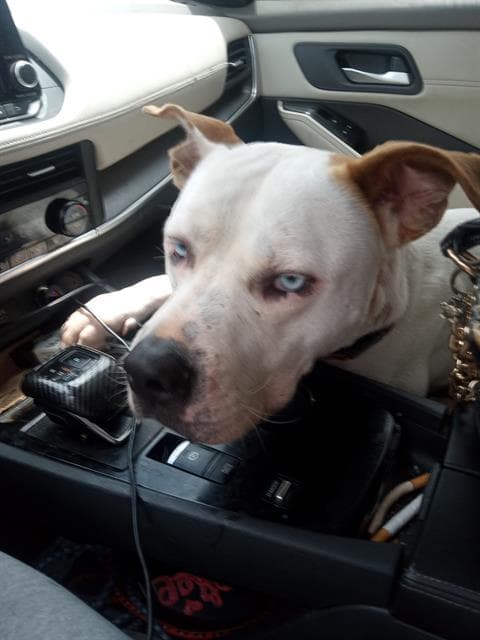 Victor - American Staffordshire Terrier