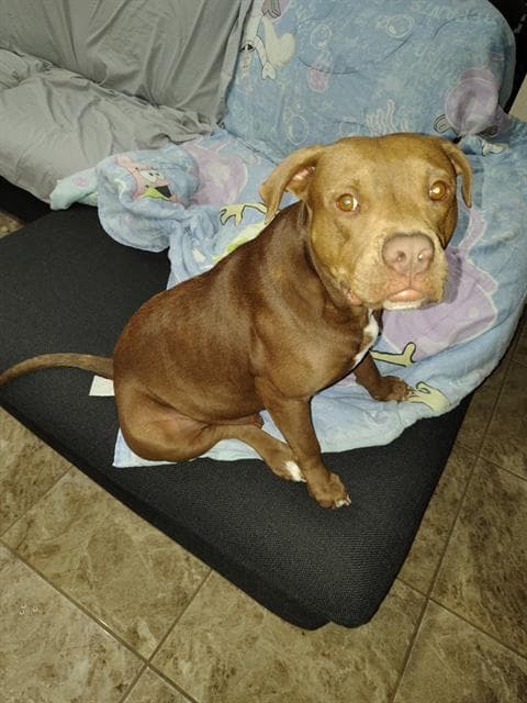 Mocha - American Staffordshire Terrier
