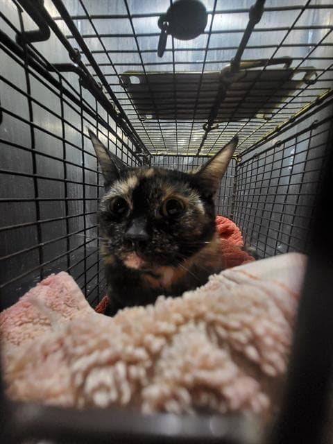 Flower - Domestic Short Hair