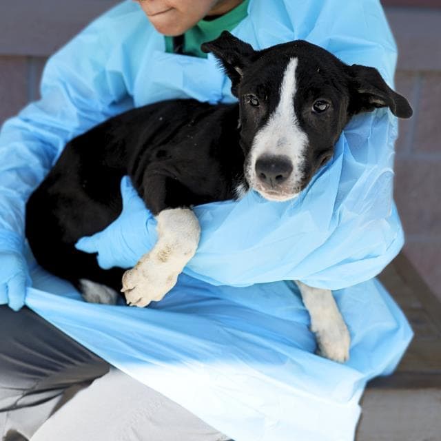 Sho - American Staffordshire Terrier