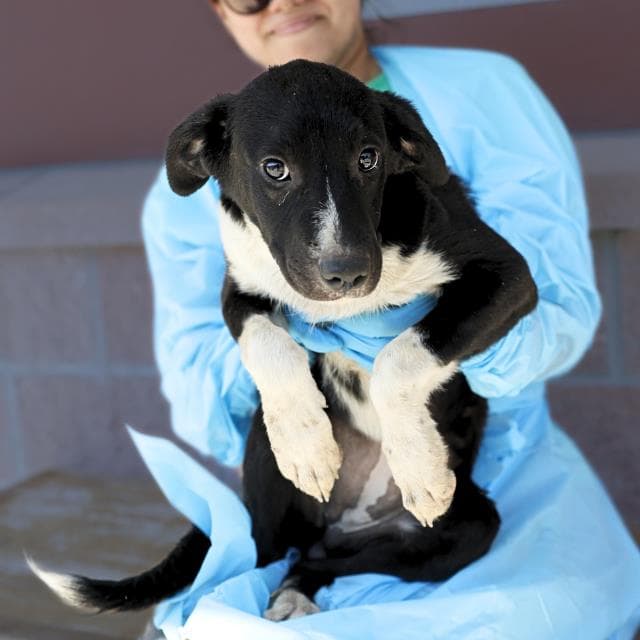 Shiso - American Staffordshire Terrier