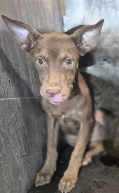 Shakira - American Staffordshire Terrier