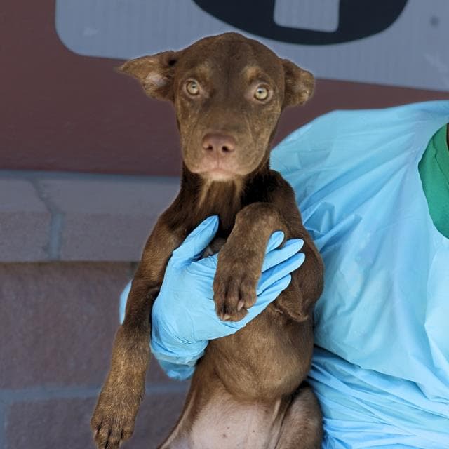 Shakira - American Staffordshire Terrier