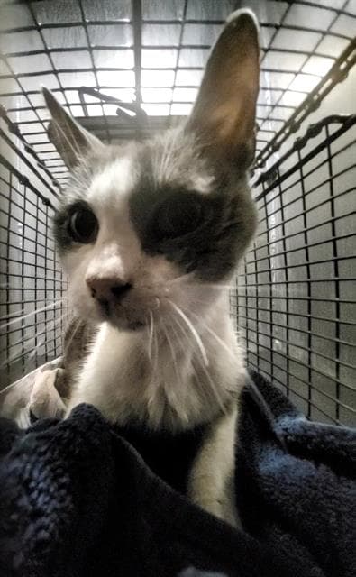 Poppy - Domestic Short Hair