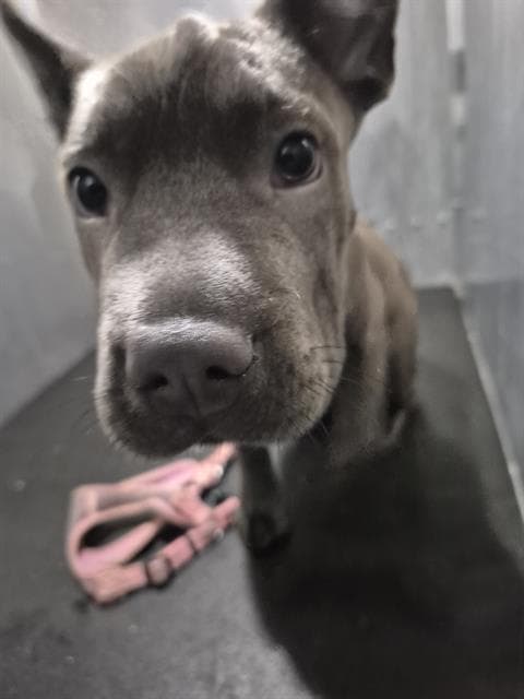 Unknown - American Staffordshire Terrier