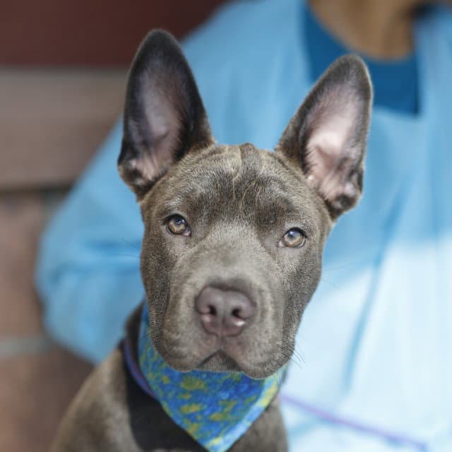 Unknown - American Staffordshire Terrier