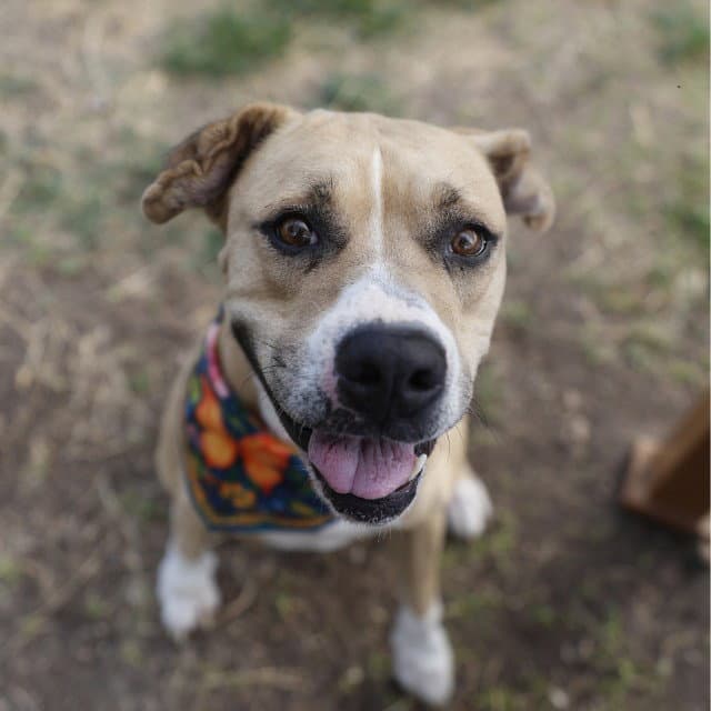 Lane - American Staffordshire Terrier
