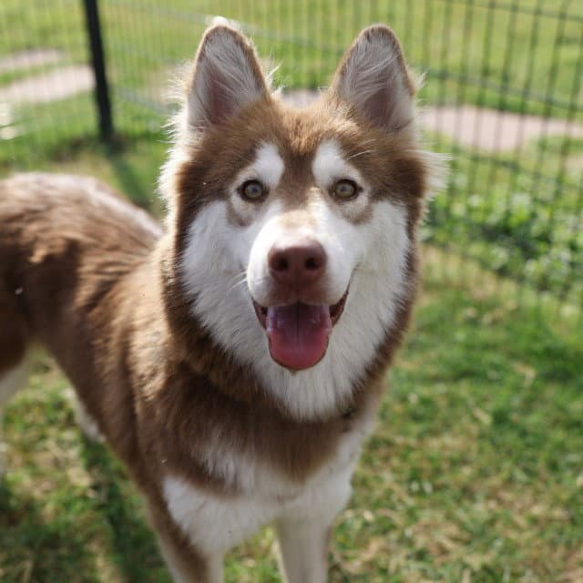 Speedway - Siberian Husky