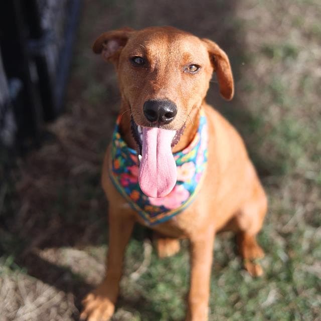 Queeny - Labrador Retriever