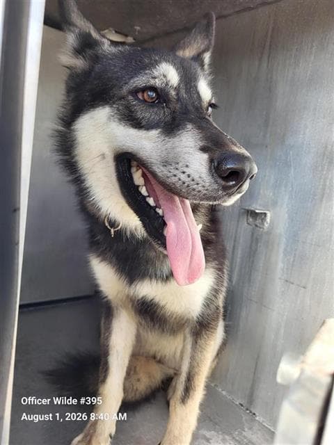 Lucy - Husky