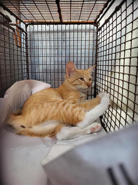 Honey - Domestic Short Hair