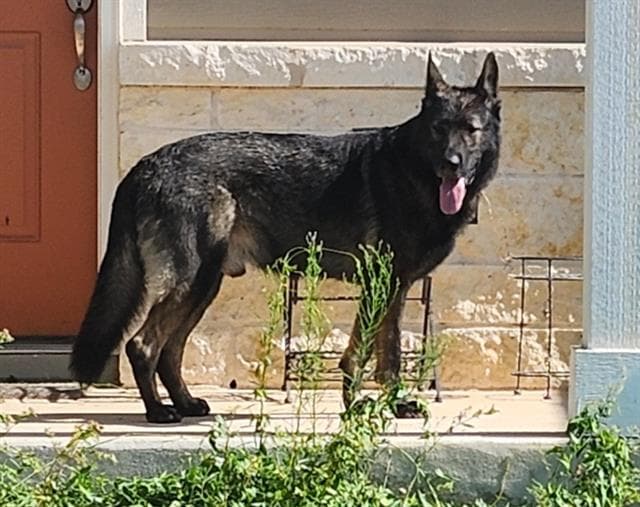 Odin - German Shepherd Dog