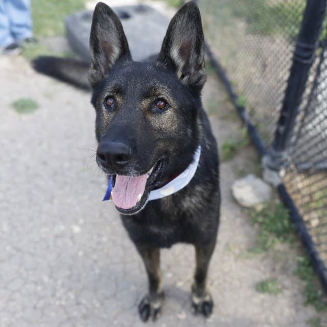 Odin - German Shepherd Dog