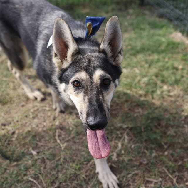 Freya - German Shepherd Dog