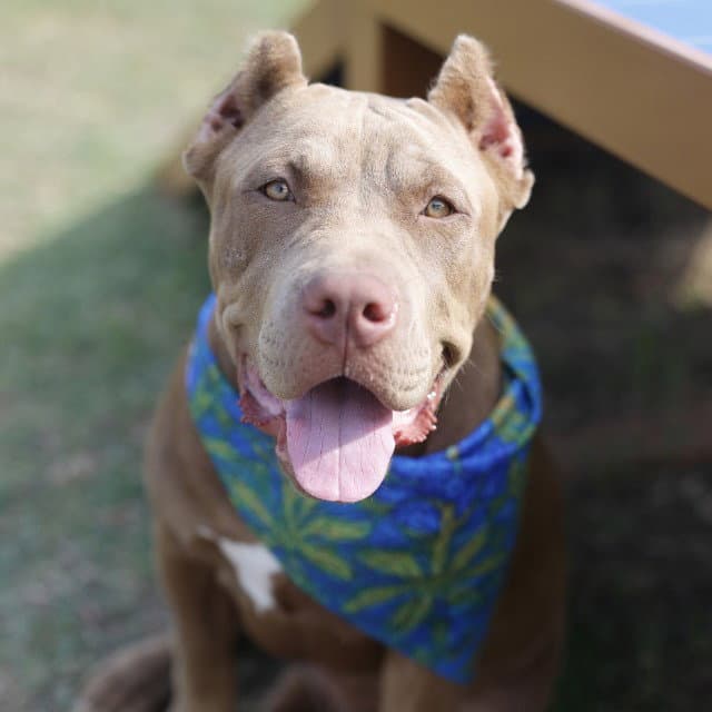 Sunflower - American Staffordshire Terrier