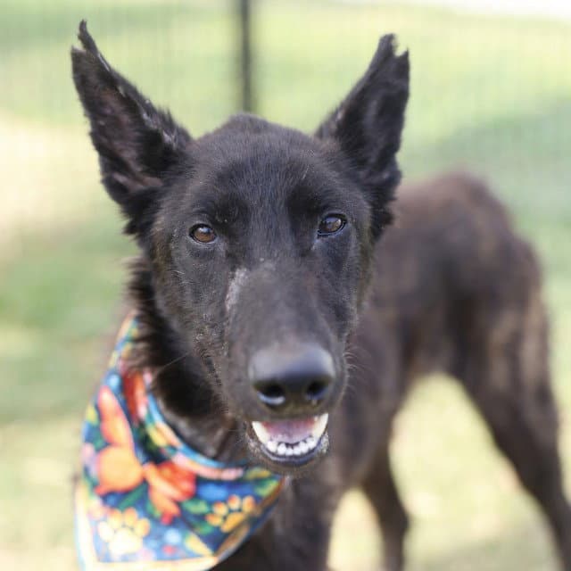 Idea - Belgian Shepherd Malinois