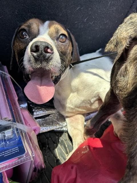 Mickey - Beagle