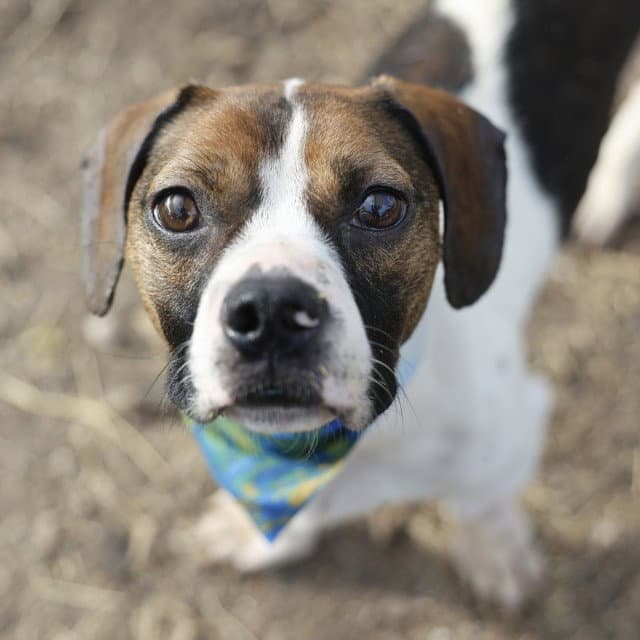 Mickey - Beagle