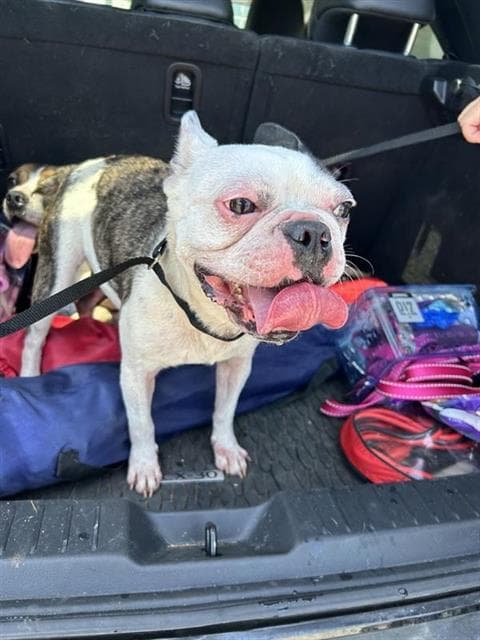 Minnie - Boston Terrier